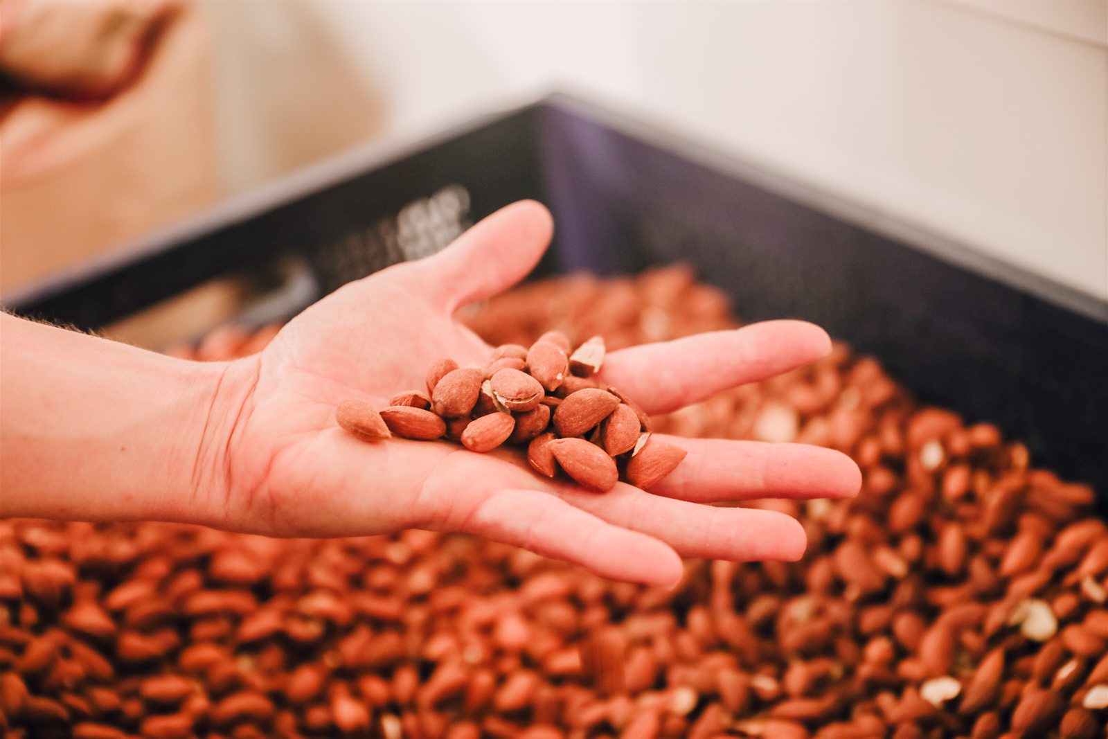 Une main tient une poignée d'amandes de Provence torréfiées au-dessus d'un bac plein